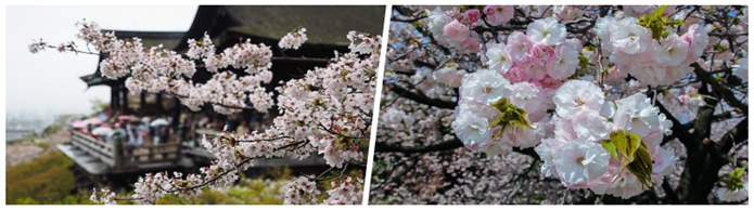 Description: collage- Kyoto- anh-dao