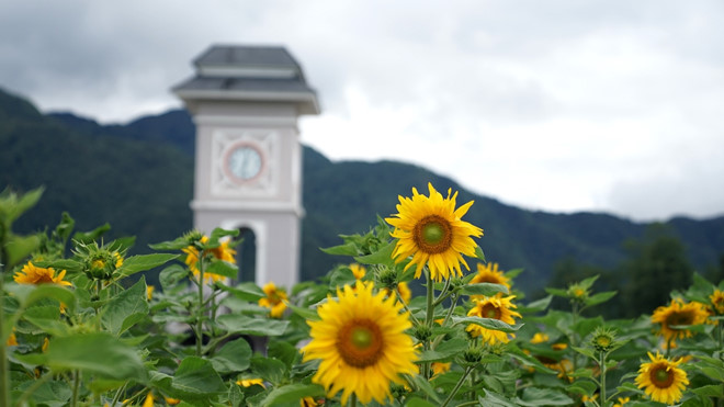 Ngọn đồi hoa hướng dương dưới chân núi Fansipan hút khách tham quan